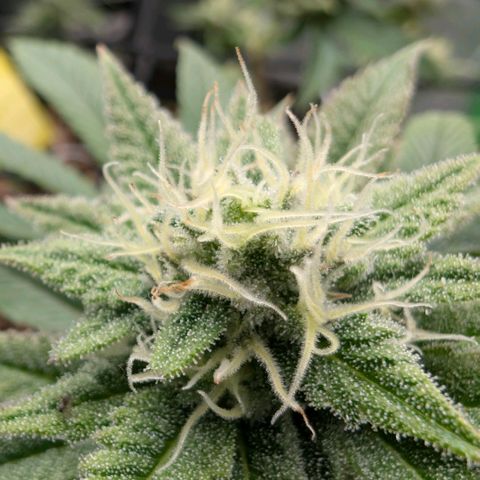 Melonie growlog timeline photo