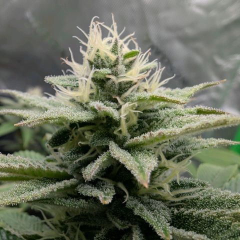 Melonie growlog timeline photo