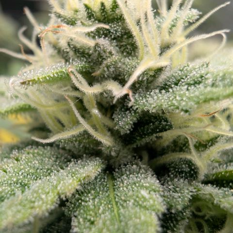 Melonie growlog timeline photo