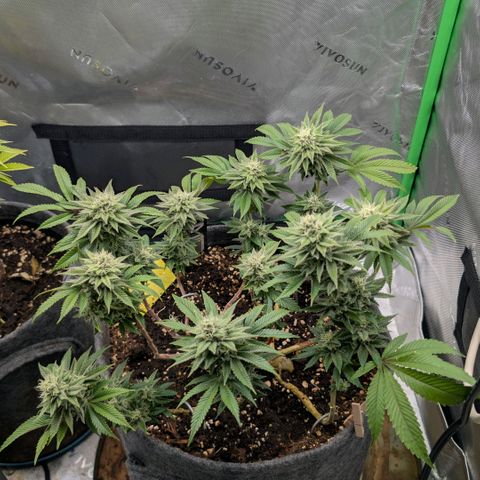 Melonie growlog timeline photo
