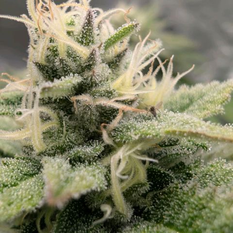 Melonie growlog timeline photo