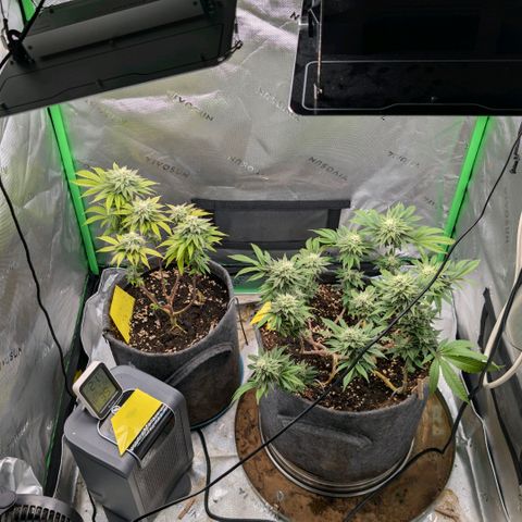 Melonie growlog timeline photo