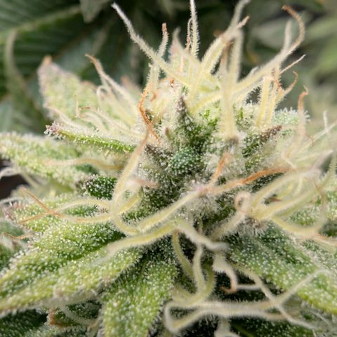 Melonie growlog timeline photo