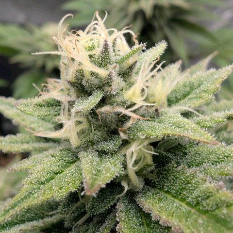 Melonie growlog timeline photo