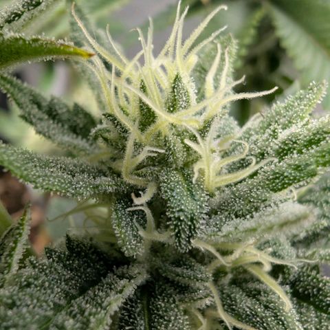 Melonie growlog timeline photo