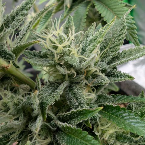 Melonie growlog timeline photo