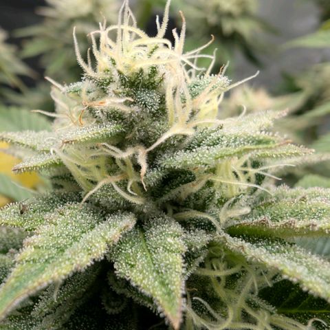Melonie growlog timeline photo