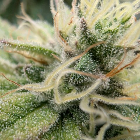 Melonie growlog timeline photo