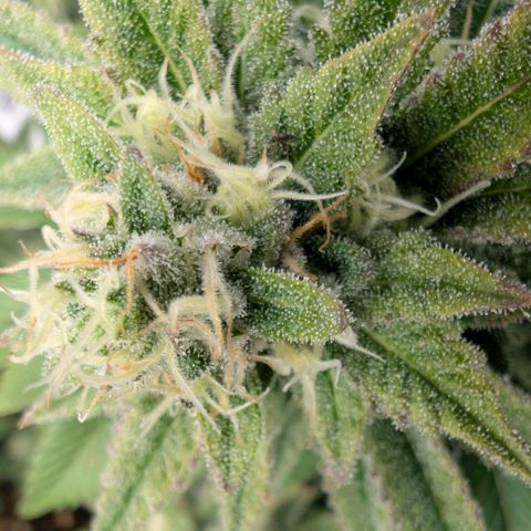 Melonie growlog timeline photo