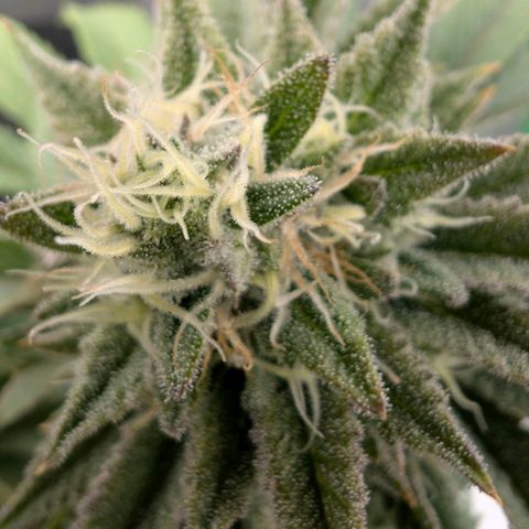 Melonie growlog timeline photo
