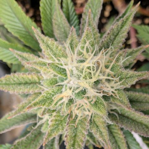 Melonie growlog timeline photo