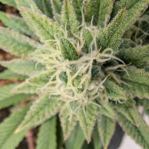 Melonie growlog timeline photo
