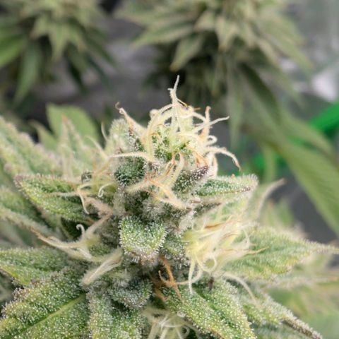 Melonie growlog timeline photo