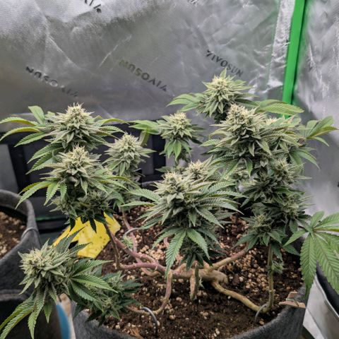 Melonie growlog timeline photo