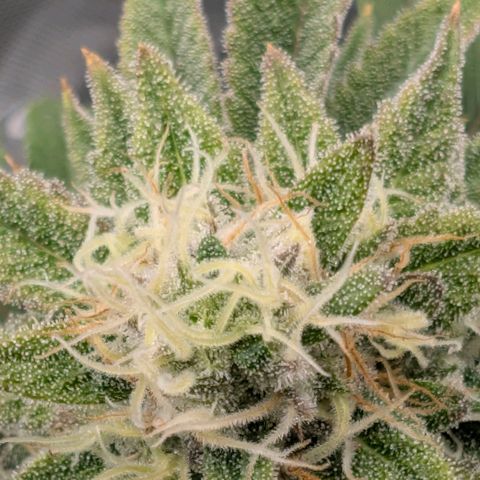 Melonie growlog timeline photo