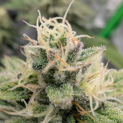 Melonie growlog timeline photo