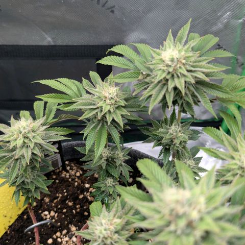 Melonie growlog timeline photo
