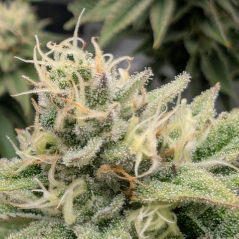 Melonie growlog timeline photo