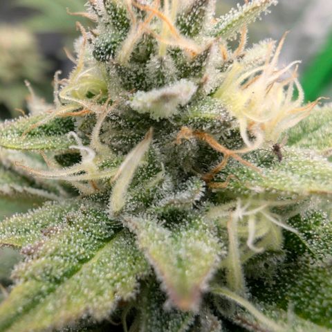 Melonie growlog timeline photo