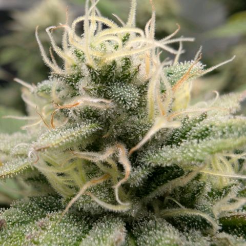 Melonie growlog timeline photo