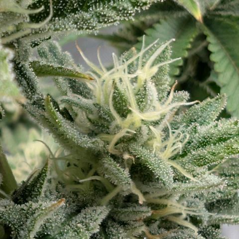 Melonie growlog timeline photo