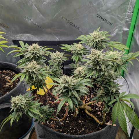 Melonie growlog timeline photo