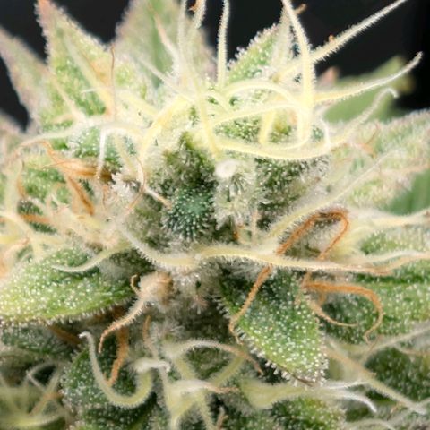Melonie growlog timeline photo