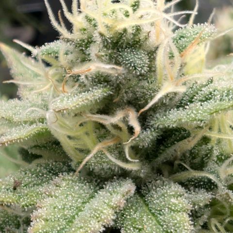 Melonie growlog timeline photo