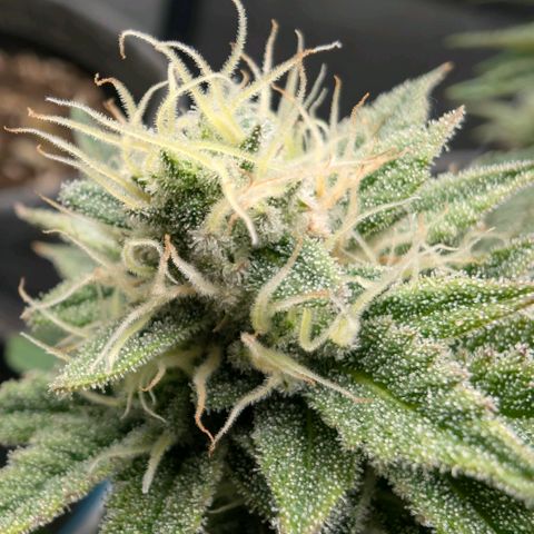 Melonie growlog timeline photo