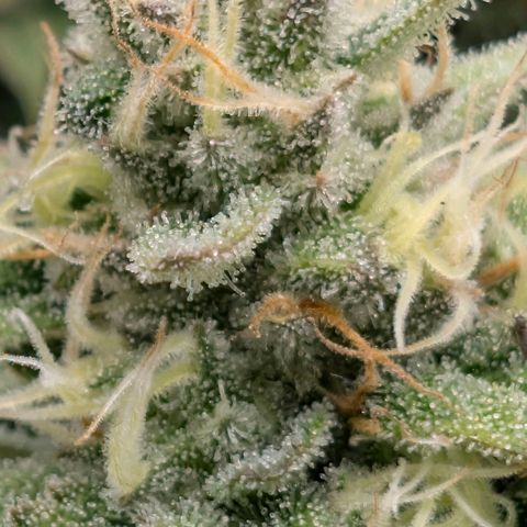 Melonie growlog timeline photo