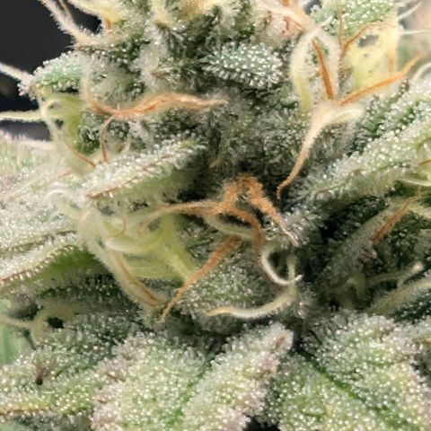 Melonie growlog timeline photo