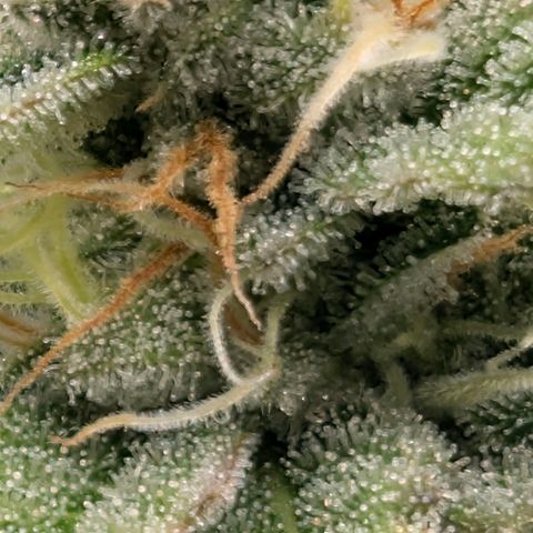 Melonie growlog timeline photo