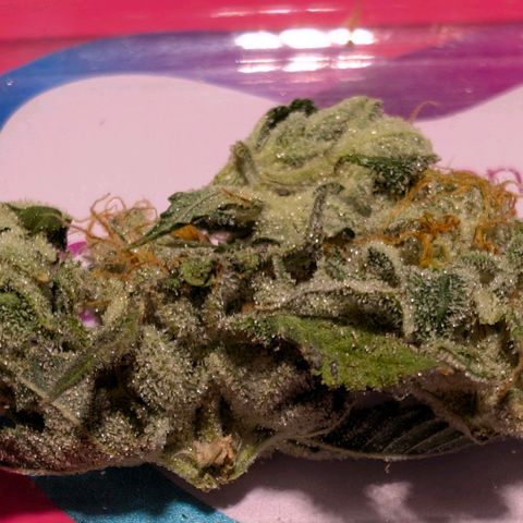Melonie growlog photo: 22g 