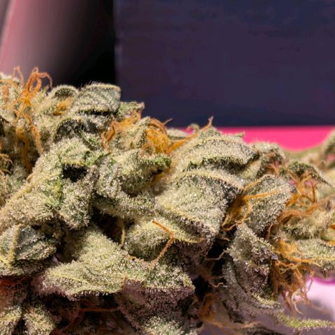 Melonie growlog photo: 22g 