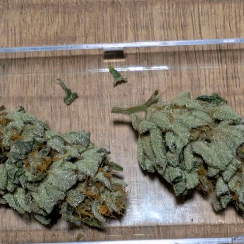 Melonie growlog photo: 22g 
