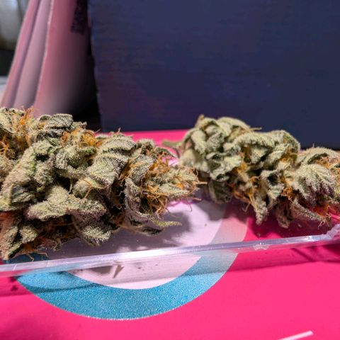 Melonie growlog photo: 22g 