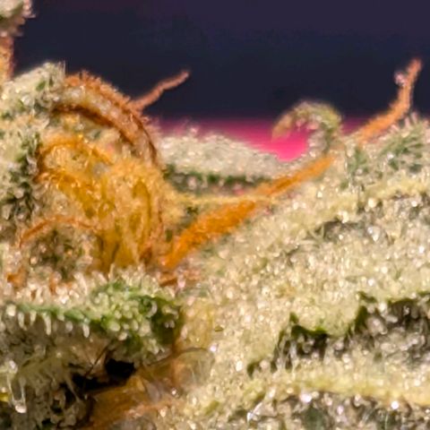 Melonie growlog photo: 22g 