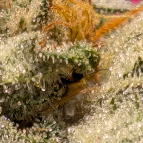 Melonie growlog photo: 22g 