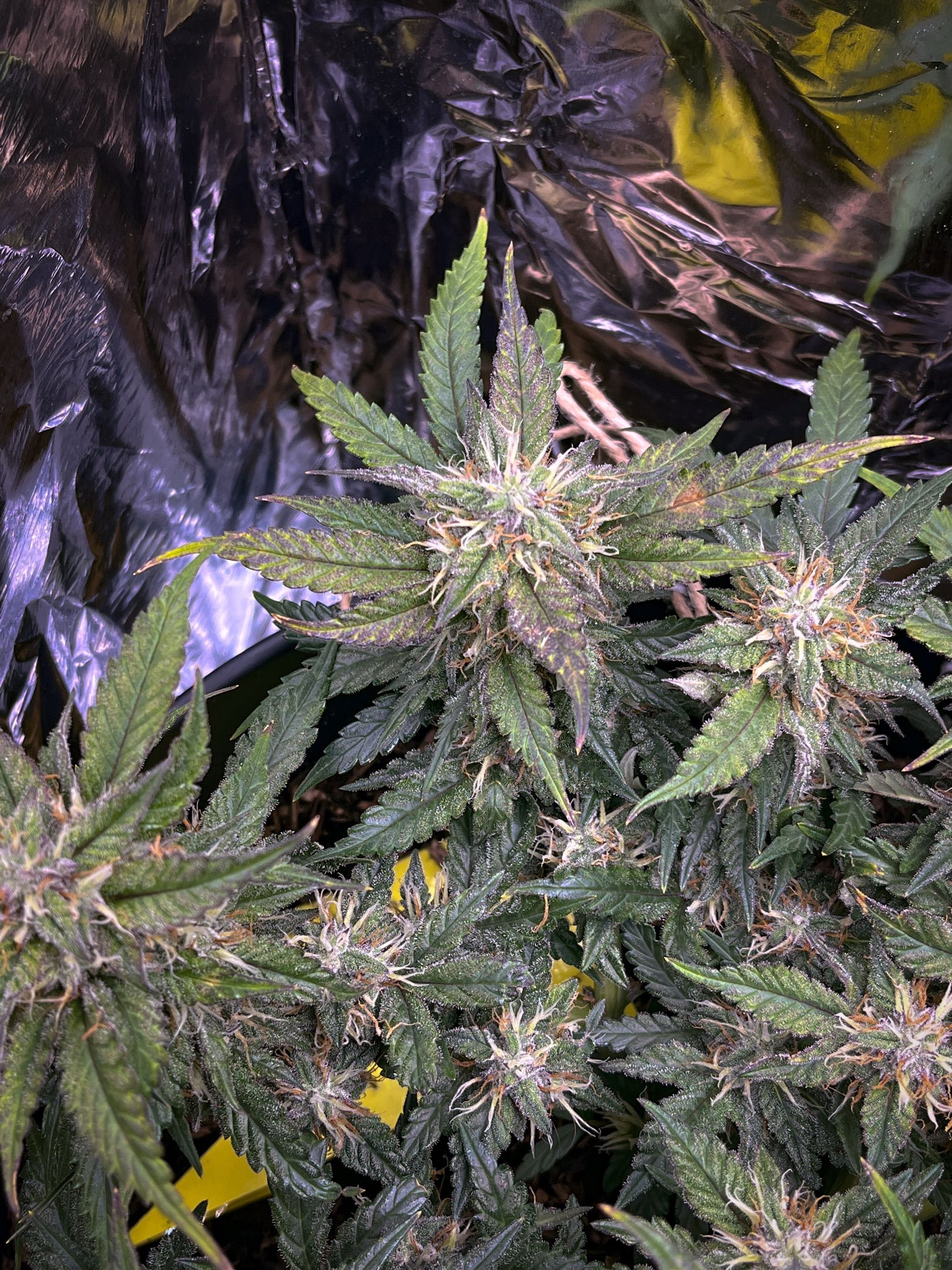 Royal Cookies Automatic growlog header