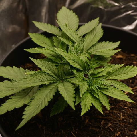Royal Cookies Automatic growlog photo