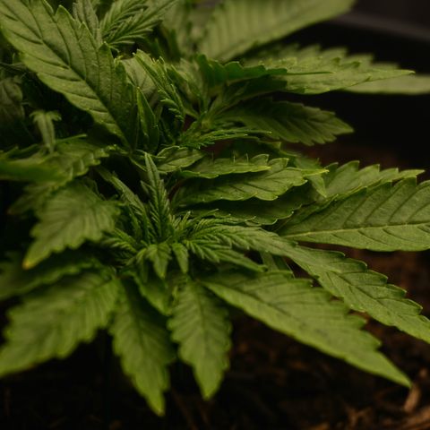Royal Cookies Automatic growlog timeline photo