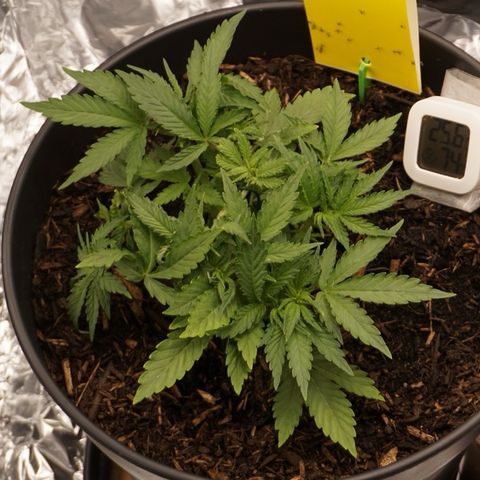 Royal Cookies Automatic growlog timeline photo
