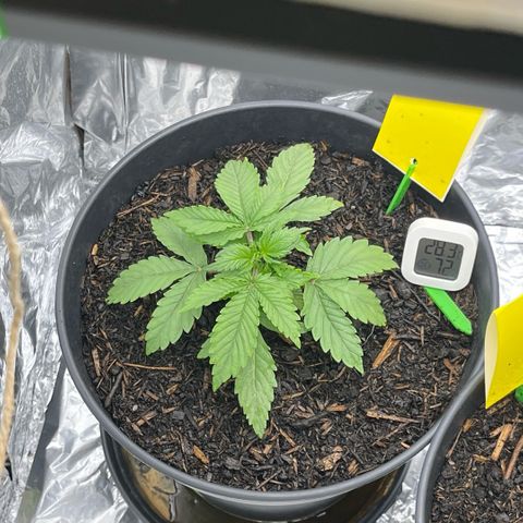 Royal Cookies Automatic growlog photo