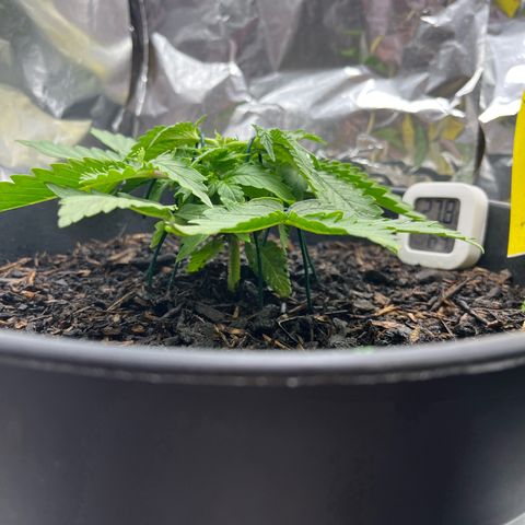 Royal Cookies Automatic growlog photo