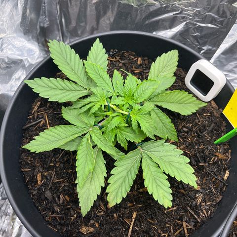 Royal Cookies Automatic growlog photo