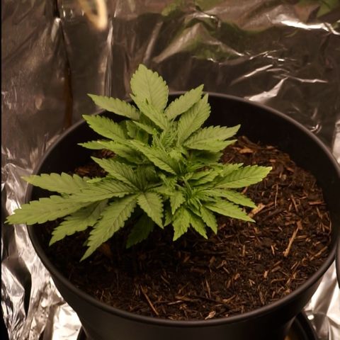 Royal Cookies Automatic growlog timeline photo