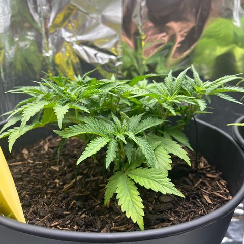 Royal Cookies Automatic growlog photo: Vorblüte 
Erste Anzeichen für Blüte 