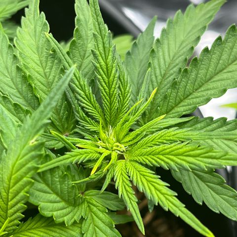 Royal Cookies Automatic growlog photo: Vorblüte 
Erste Anzeichen für Blüte 