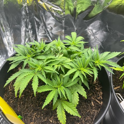 Royal Cookies Automatic growlog photo: Vorblüte 
Erste Anzeichen für Blüte 
