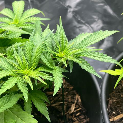 Royal Cookies Automatic growlog photo: Vorblüte 
Erste Anzeichen für Blüte 